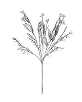 Field Flower I Fine Art Print