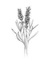 Field Flower II Fine Art Print