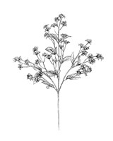 Field Flower IV Fine Art Print