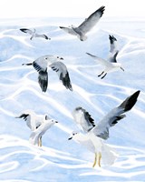 Seagull Soiree I Fine Art Print