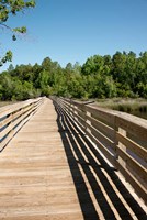 Alabama, Theodore Bayou Boardwalk of the Bellingrath gardens Fine Art Print