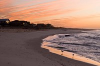 Alabama, Gulf Shores, Beach, shore birds Fine Art Print