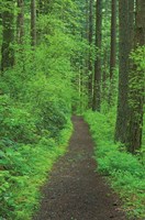 Hiking Trail in Columbia River Gorge II Fine Art Print