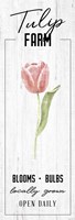 Tulip Farm Fine Art Print