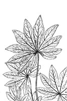 Botanical BW III Fine Art Print