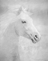 Wild Freedom Fine Art Print