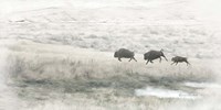 Buffalo Stampede Fine Art Print