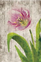 Tulips I Fine Art Print