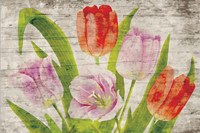 Tulips II Fine Art Print
