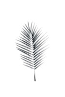 Palm II Fine Art Print