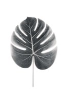 Palm III Fine Art Print