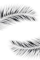 Palm V Fine Art Print