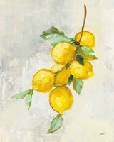 Zest II Fine Art Print