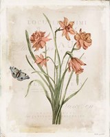 Antiquarian Blooms V Framed Print