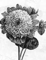 Spa Botanical II BW Crop Fine Art Print