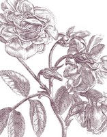 Belle Fleur I Plum Crop Fine Art Print