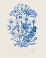 Flowering Plants V Mid Blue Fine Art Print