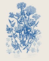 Flowering Plants IV Mid Blue Framed Print