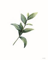 Eucalyptus III Framed Print