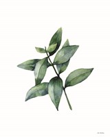 Eucalyptus IV Framed Print