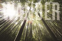 Wander Fine Art Print