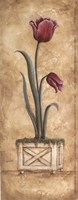 Regal Tulip