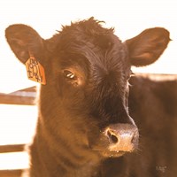 Baby Cow I Fine Art Print