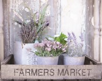 Farmer's Lavender Fine Art Print