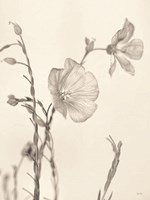 Faded Flower II Fine Art Print