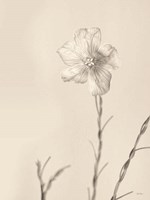 Faded Flower III Fine Art Print