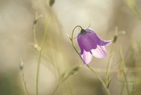 Morning Light Fine Art Print