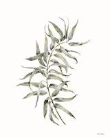 Eucalyptus I Fine Art Print