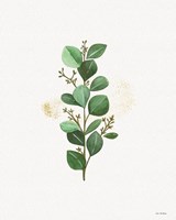 Eucalyptus II Fine Art Print