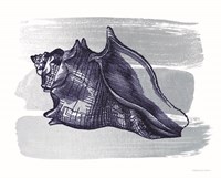 Brushed Midnight Blue Seashell Fine Art Print