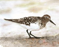 Sandpiper 1 Framed Print