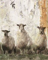 Three Sheep Fine Art Print