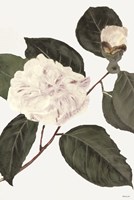 White Botanical I Fine Art Print