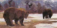 Montana Bears Fine Art Print