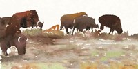 Montana Buffalo Fine Art Print