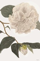 White Botanical II Fine Art Print