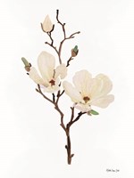 Magnolia Fine Art Print