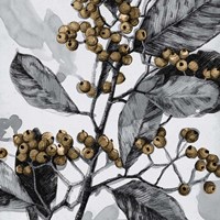 Holly Shadow I Fine Art Print