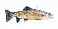 Watercolor Rainbow Trout I Fine Art Print