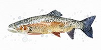 Watercolor Rainbow Trout II Framed Print