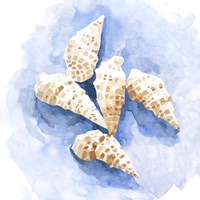 Shell Impressions I Fine Art Print