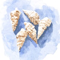 Shell Impressions II Fine Art Print