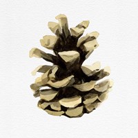 Conifer Cone III Fine Art Print