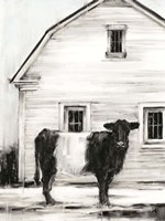 Belted Galloway I Fine Art Print