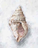 White Shell Study III Fine Art Print