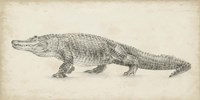 Alligator Sketch Framed Print